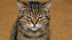 5 señales de alarma de que tu gato se siente mal a tu lado