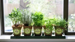 Minihuerto en la ventana: una experiencia que se amortiza rápido