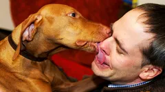 Por qué tu perro te lame la cara y qué quiere decir en realidad
