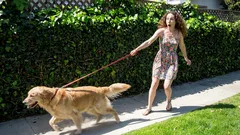 Cómo enseñar a tu perro a caminar tranquilo, sin gritos ni tirones