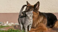 Pueden vivir juntos: el secreto para un encuentro seguro entre un gato y un perro