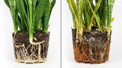 ¿Riegas la planta y empeora? Esto es lo que les pasa a las raíces sin que lo veas