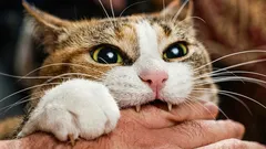 Por qué el gato muerde las manos y cómo nosotros mismos lo acostumbramos