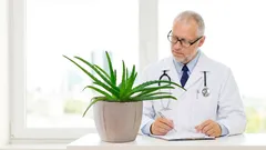 Cómo salvar un aloe que ya parece perdido