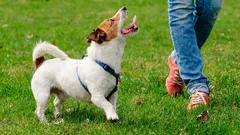 ¿Tu perro va detrás de ti a todas partes? No es solo una costumbre: esto es lo que realmente está pasando