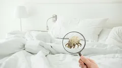 Te sorprenderá lo que se esconde en tu cama: un mundo microscópico entre las sábanas