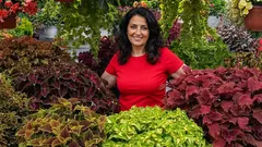 Estas plantas parecen sacadas de la selva, pero crecen aquí