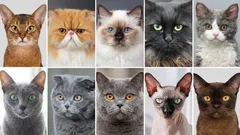 ¿Vas a adoptar un gato? 10 razas con las que es fácil vivir en un piso