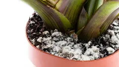 ¿Una capa blanca en la tierra? Puede estar matando tus plantas: pasos sencillos para salvarlas