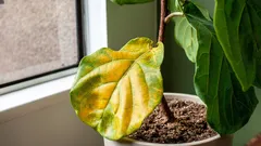 Si las hojas palidecen y se caen, no es por los fertilizantes: esta es la verdadera causa