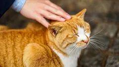 Por qué el gato pide que lo cojas en brazos y qué significa para tu corazón